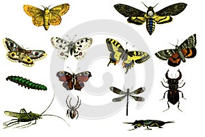 Moths and butterflies on a white background.