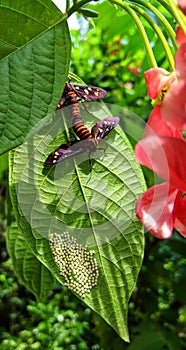 Moths and eggs.