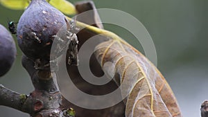 Moths and Flies Feasting on Rotting Fig