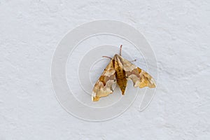 Moths are a group of insects that includes all members of the order Lepidoptera that are not butterflies.
