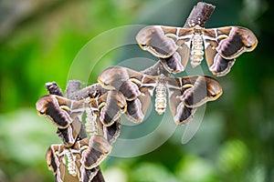 Moths hanging around