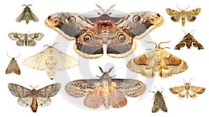 Moths collection