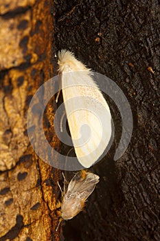 Moths mating, Aarey Milk Colony , INDIA