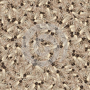 Moths photo motif random pattern