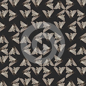 Moths photo motif random pattern