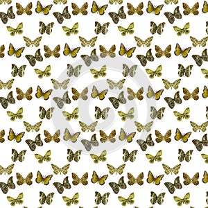 Moths Photos Motif Pattern