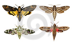 Moths species.