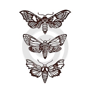 Moths Sphingidae Set collection Hand drawn.