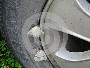 Moths on a wheel