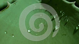 Motion along aloe vera plant leaf with water drops in studio