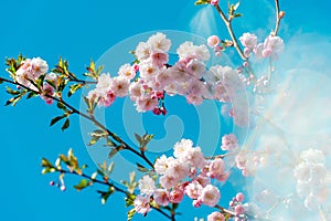 Motion Blur Background. Beautiful and cute pink Kawazu Zakura (cherry blossom) against blue sky with sun rays