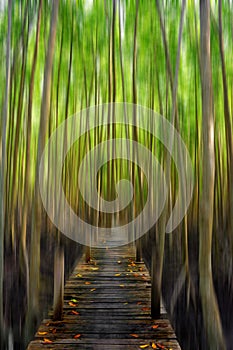 Motion blur background of Halloween haunt deep green wood forest. photo