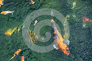 Motion blur of colorful carp fish or koi fish in a garden pond in Thailand, Abstract top view of colorful fancy carp fish