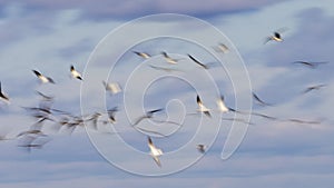 Motion blur of a flock of Black Skimmers in flight - Cedar Key,