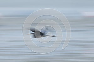 Motion blur image of Grey Heron flying at Tubli bay, Bahrain