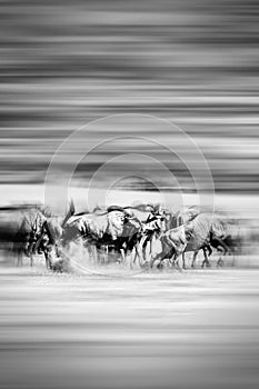 Motion blur of running wildebeest