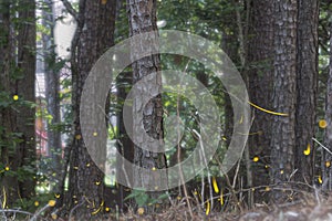 Motion blur shows numerous fireflies emitting streaks of yellow light