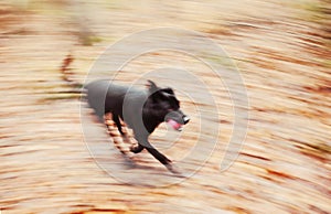 Motion blurred running dog in autumnal park