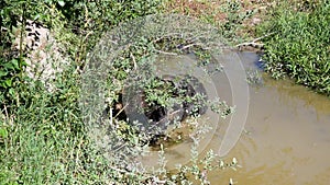 The motion of a brown bear finding food in the pond