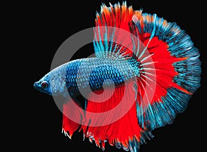 While motion capture fish interbreeding