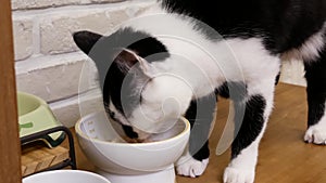 Motion of domestic cat eating food on floor