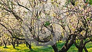 Motion footage of beautiful blossom almond orchard during sunset time in spring