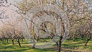 Motion footage of beautiful blossom almond orchard during sunset time in spring