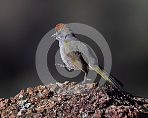 In Motion Green-tailed Towhee