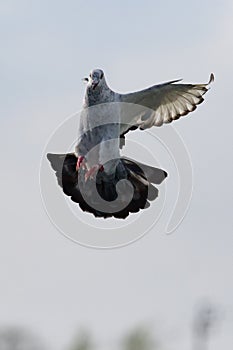 motion of homing pigeon approach for landing to loft trap