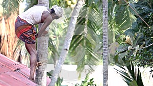 Motion from laborer cutting trunk with machete to palm top