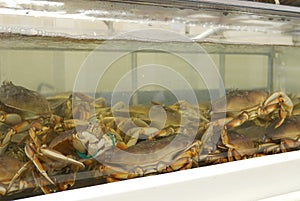 Motion of live crabs in the tank at superstore