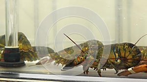 Motion of live lobster in the tank