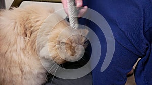 Motion of man combing cat fur on chair