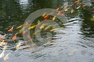 Motion of Perky carp fish in a pond