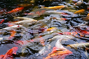 Motion of Perky carp fish in a pond swimming.