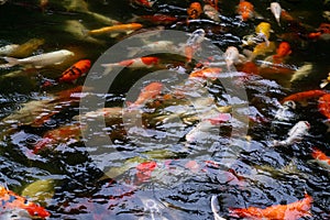 Motion of Perky carp fish in a pond swimming.