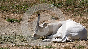 Motion of scimitar horned oryx eating food