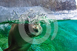 Motion of sea lion swimming in a pool. photo