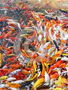 motion swimming of Fancy carp or Various koi fish in the outdoor pool