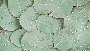 Motion of the Texture made of green eucalyptus leaves with raindrop, dew, rotation. Natural medical plant. Organic