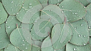 Motion of the Texture made of green eucalyptus leaves with raindrop, dew, rotation. Natural medical plant. Organic