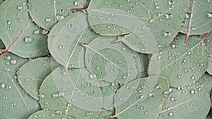 Motion of the Texture made of green eucalyptus leaves with raindrop, dew, rotation. Natural medical plant. Organic