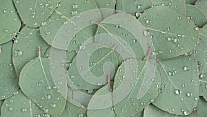 Motion of the Texture made of green eucalyptus leaves with raindrop, dew, rotation. Natural medical plant. Organic