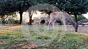 Motion time-lapse of a group of whitetail deers eating corn out of a yard in the Texas hill country