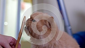 Motion of woman feeding hairball paste for cat