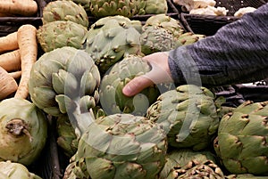 Motion of woman`s hand picking artichoke inside Superstore