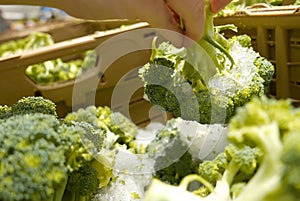 Motion of woman`s hand picking broccoli inside superstore