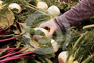 Motion of woman`s hand picking fennel inside Superstore