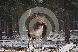 Motionless Gorgeous Fallow Deer Buck In Winter Forest. Adult Deer With Huge Horns Looks To The Right. Winter Wildlife Landscape W