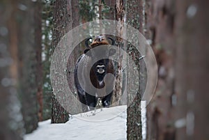 El gran Salvaje marrón diente bisonte en el invierno Bosque diente diente diente de pie árboles. 